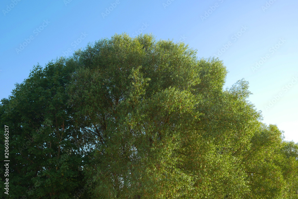 Fototapeta premium Lush green canopy fills the frame