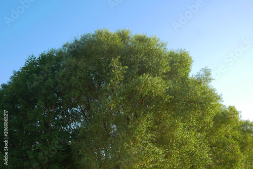 Lush green canopy fills the frame