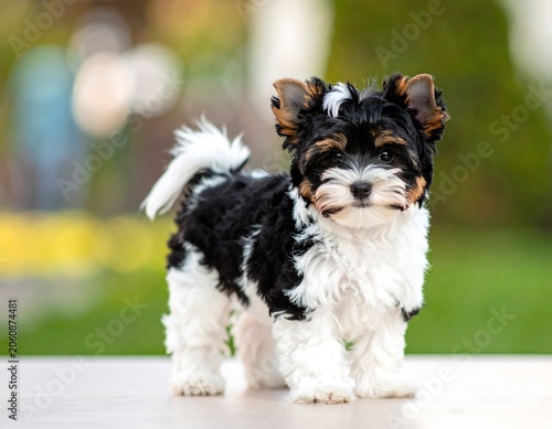 Small bicolor puppy standing outdoors with soft background