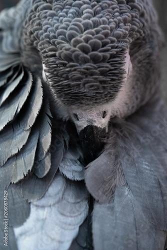 Close-up of African Grey Parrot resting head in feathers with visible yellow eye and beak.