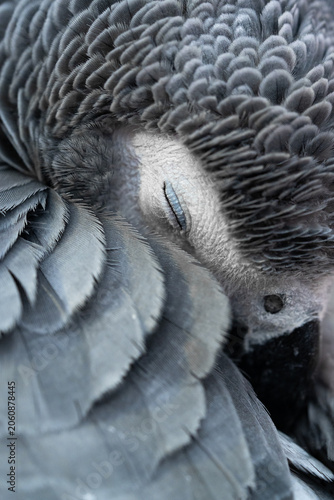 Close-up of African Grey Parrot resting head in feathers with visible yellow eye and beak.