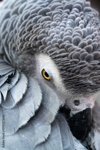 Close-up of African Grey Parrot resting head in feathers with visible yellow eye and beak.