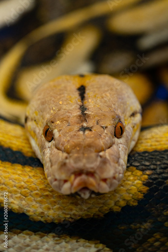 Front view close-up of a Reticulated Python head with intense eyes.