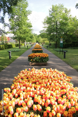 Fotografie A landscaped garden pathway lined with tulip beds in yellow and red