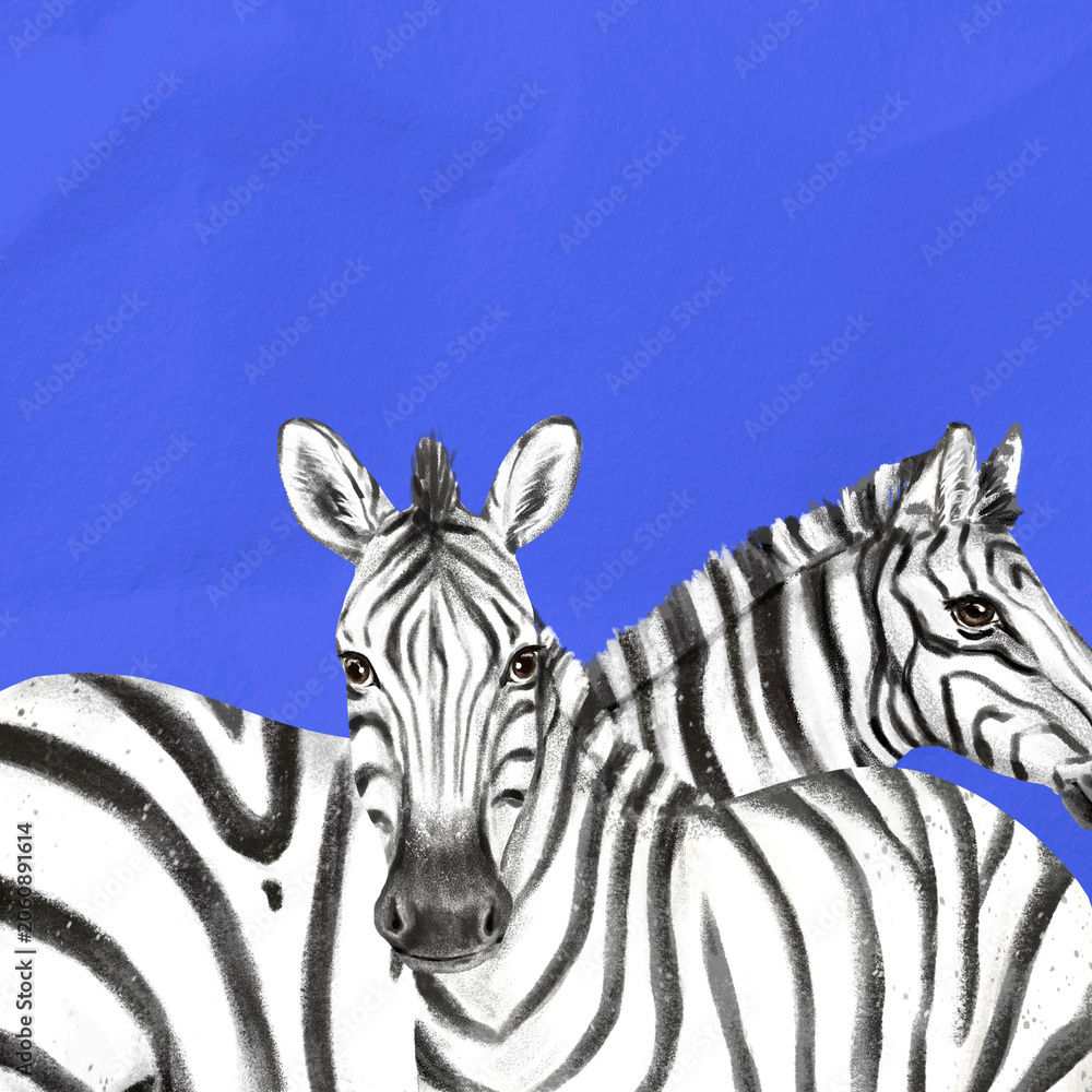 Obraz premium Zebras background, blue design, animal illustration