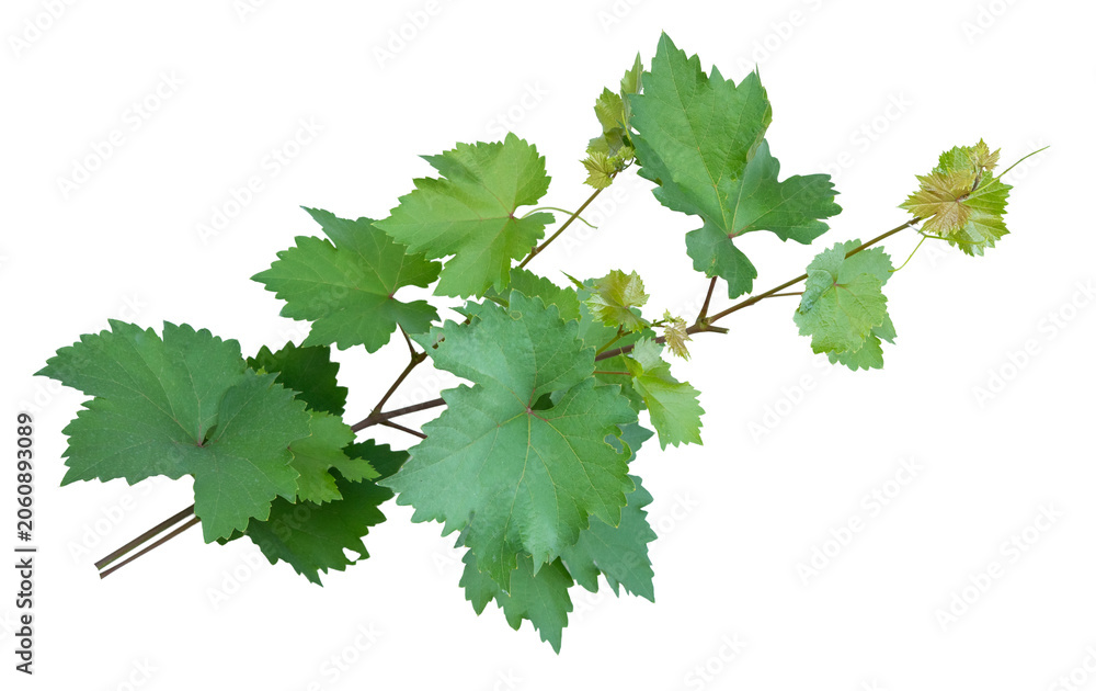 Obraz premium Grape branch with young green leaves on transparent background.Grapevine.