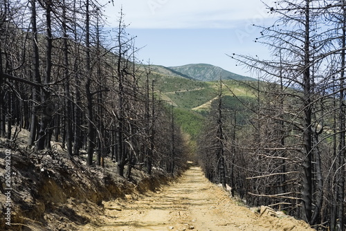 View of the remains of a forest fire near the village of La Pinilla, Spain