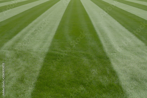 Green Lawn with Mowing Stripes