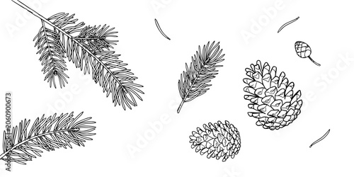 Pine Branch Drawing with Pine Cones and Needles, Botanical Line Art on White Background for Seasonal Design and Crafts