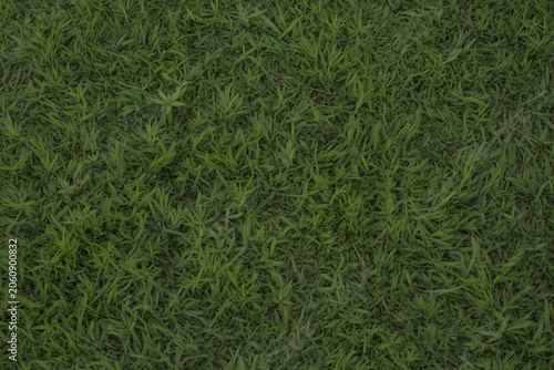 Green Grass Lawn Close-up
