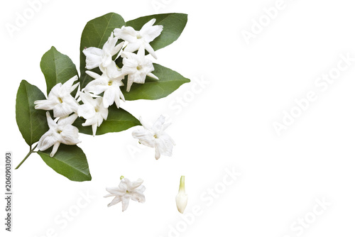 white flowers jasmine local flora of asia arrangement flat lay postcard style 