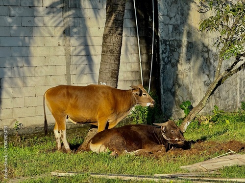 cow and calf on grasss