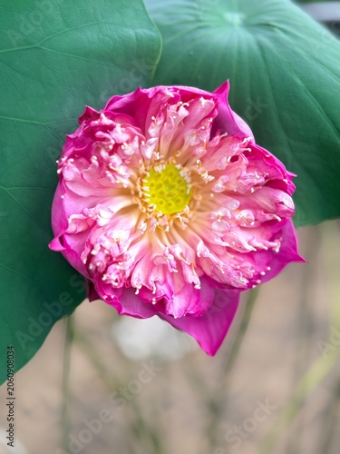 Pink lotus flower with its big blooming oetals
