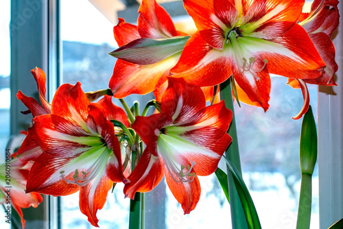 a large bright red amaryllis flower on a blurred background outside the window