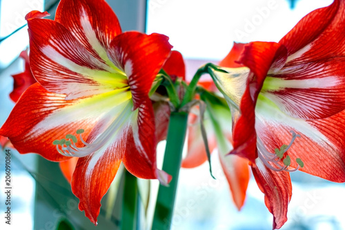 a large bright and beautiful amaryllis flower on a blurred background outside the window