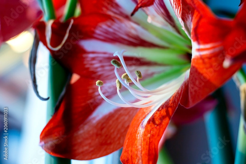 a large bright red amaryllis flower on a blurred background outside the window