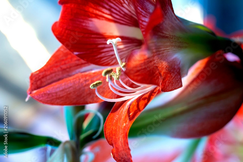 a large bright red amaryllis flower on a blurred background outside the window
