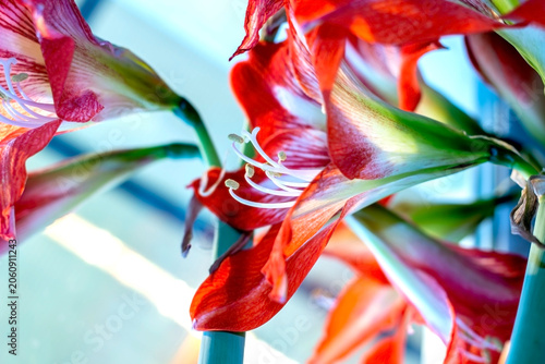 a large bright red amaryllis flower on the windowsill