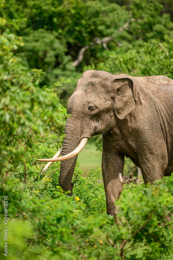 Fototapeta premium Majestic elephant tusker in natural habitat. Sri Lankan elephant tusker foraging through lush greenery at Yala National Park, Sri Lanka