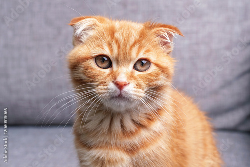 A close-up portrait of a red tabby kitten on gray background.