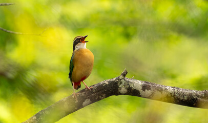 Indian pitta singing on a forest branch in Yala National Park, Sri Lanka. Colorful tropical bird wildlife photography
