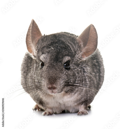 Canvas Print chinchilla in studio