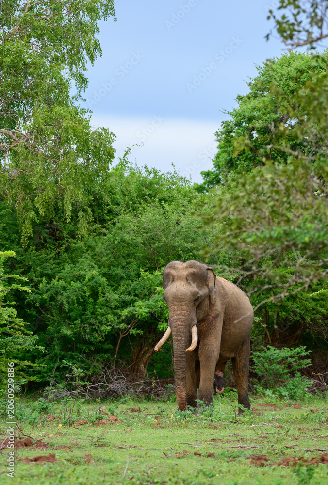 Fototapeta premium Asian tusker elephant standing in a forest clearing of Yala National Park. Endangered wildlife in a natural jungle habitat