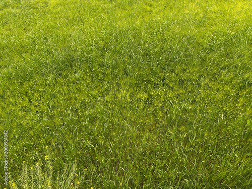 Green Barley Field Texture - Realistic photo of lush green barley field with dense grass and small wildflowers. Ideal for nature, agriculture, and landscape backgrounds