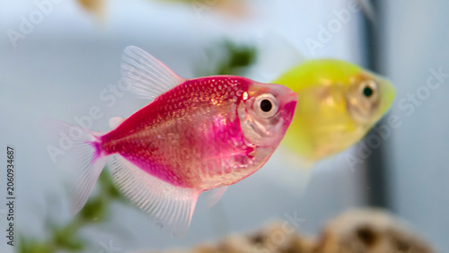 Foto Pink and yellow genetically modified fluorescent tetra fish swimming in home aqu