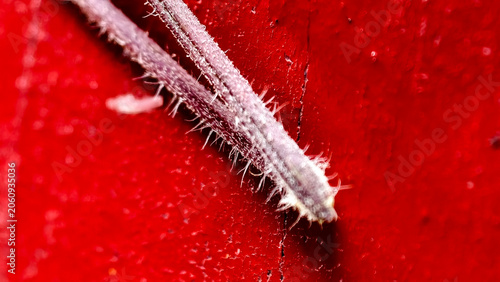 Quadro su tela Extreme close-up of a fuzzy plant stem against a vibrant red background, showcas