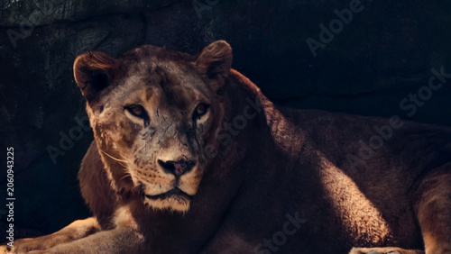 Close-up portrait of a majestic lioness resting in the shade, capturing her powerful gaze and serene demeanor in natural light