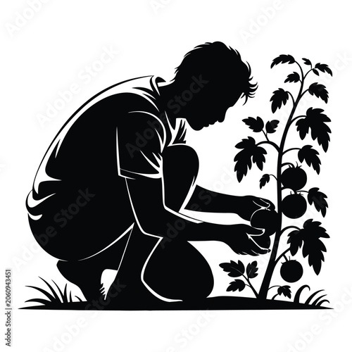 Person Harvesting Fresh Vegetables in Garden Vector, Silhouette, Illustration
