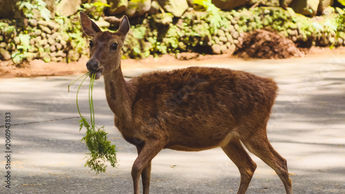Brown deer grazing on green foliage on a paved road near a stone wall