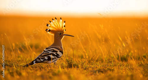 Hoopoe bird standing in a grassy meadow during sunset. The bird displays its distinctive feathered crest in golden light. Wildlife photography ideal for nature conservation and environmental media.