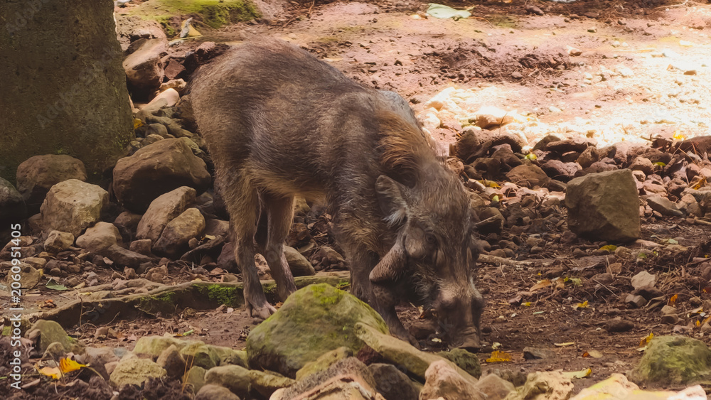 Fototapeta premium A Wild Visayan Warty Pig Foraging for Food in a Natural Tropical Forest Habitat Environment
