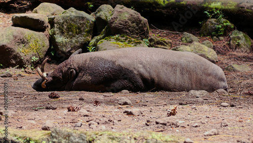 Принти на полотні A Sumatran rhinoceros resting peacefully on the ground in a naturalistic zoo enc
