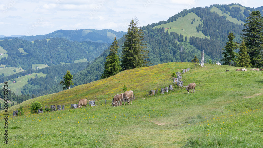 Fototapeta premium Cows of the Allgaeu in Bavaria - Free living Cattle on Green Mountains