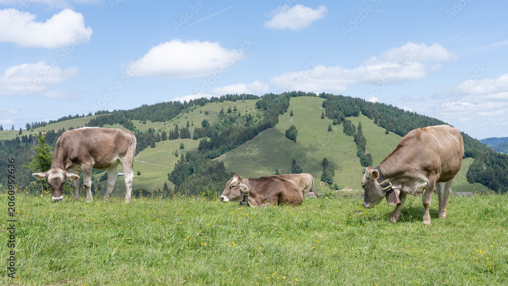 Obraz premium Cows of the Allgaeu in Bavaria - Free living Cattle on Green Mountains