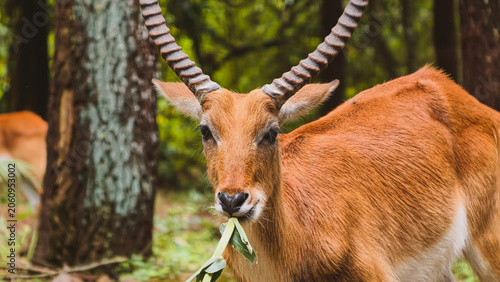 Foto Portrait of a puku antelope with spiral horns grazing on green vegetation in a l