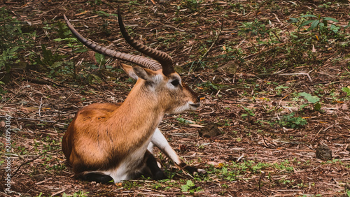 Fotografie Majestic Red Lechwe Antelope Resting on Earthy Ground in a Natural Wilderness Ha