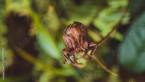 Vászonkép Detailed macro of brown insect exoskeleton shell on green plant stem in nature
