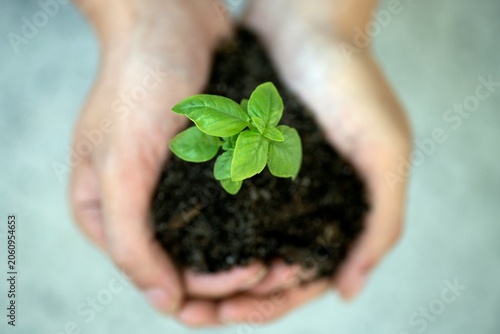 Fotografie Cupped hands holding small green plant in dark soil evoking hope growth and care