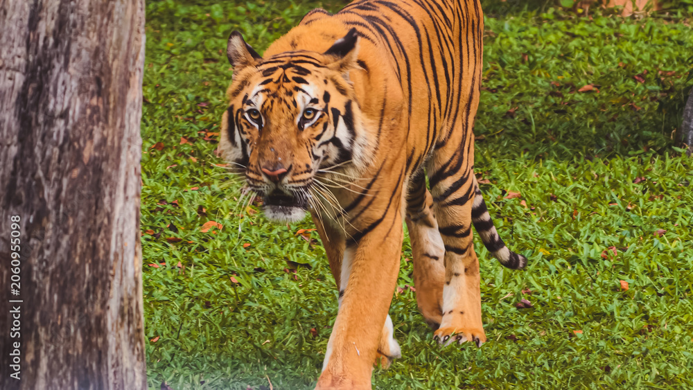 Obraz premium Majestic Bengal tiger walking on green grass in the wild