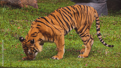 A powerful tiger walking through a grassy field in its natural habitat during the daytime