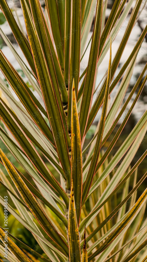 Obraz premium Close-up of variegated Dracaena marginata leaves with pink and yellow stripes