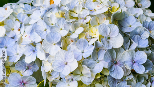 Close-up macro photography of delicate blue and white hydrangea flowers in full bloom