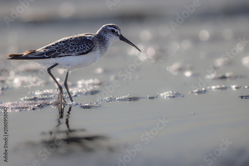 Curlew sandpiper (Calidris ferruginea) searching for food in a lagoon in the Camargue, France.