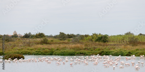 Greater flamingos (Phoenicopterus roseus) standing in a lagoon in the Camargue, France.