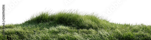 Detailed Close Up of Green Grass Blades with White Feathery Seed Heads Isolated on Transparent Background