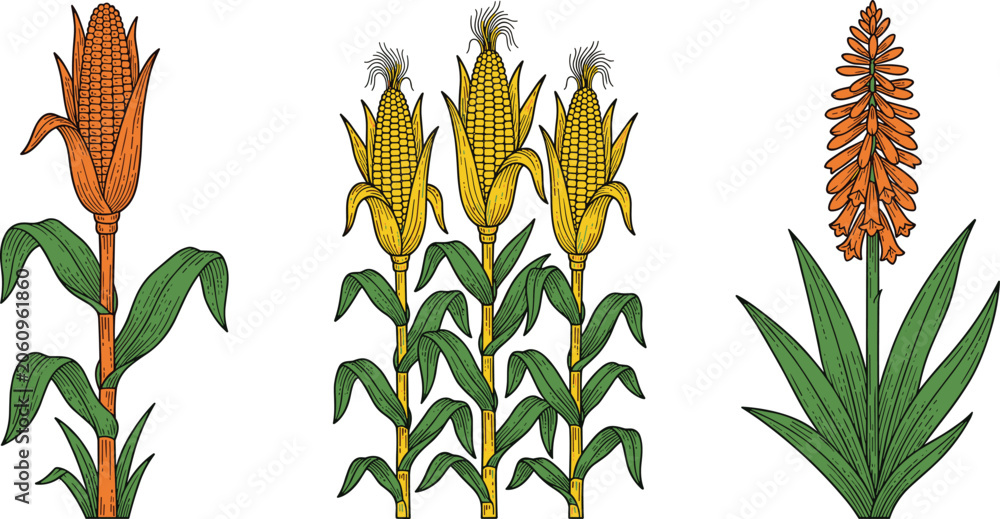 Fototapeta premium Vintage hand drawn corn stalks and orange flower vector set with woodcut sketch elements